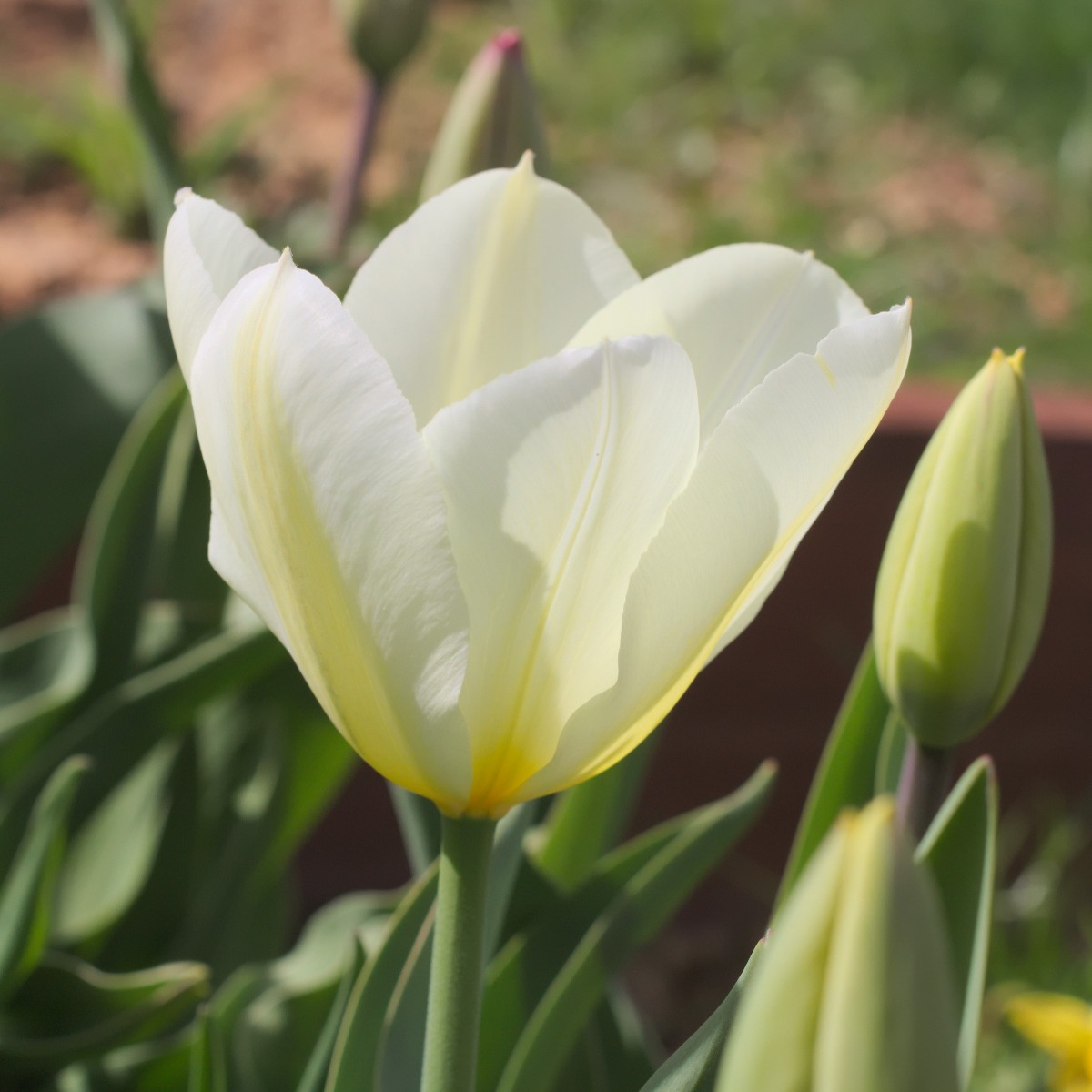Tulip Purissima - Pack of 6