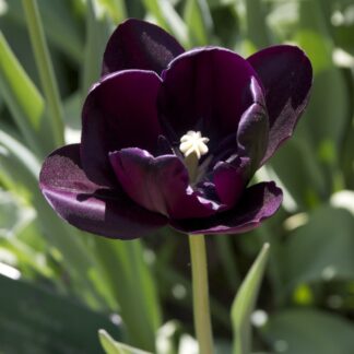 Tulip 'Queen of The Night' - Pack of 10 Bulbs