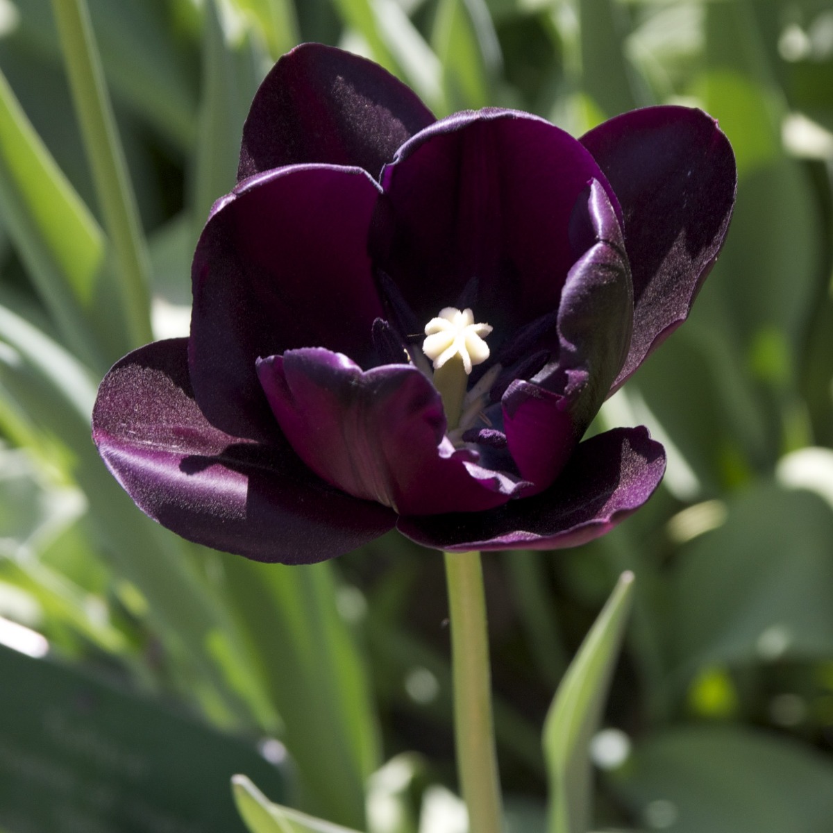 Tulip 'Queen of The Night' - Pack of 10 Bulbs