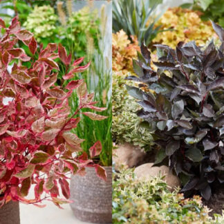 Cornus Duo Collection - Winter Dogwood Collection