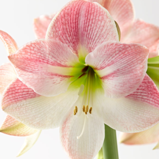 Amaryllis - Apple Blossom - Hippeastrum Bulb