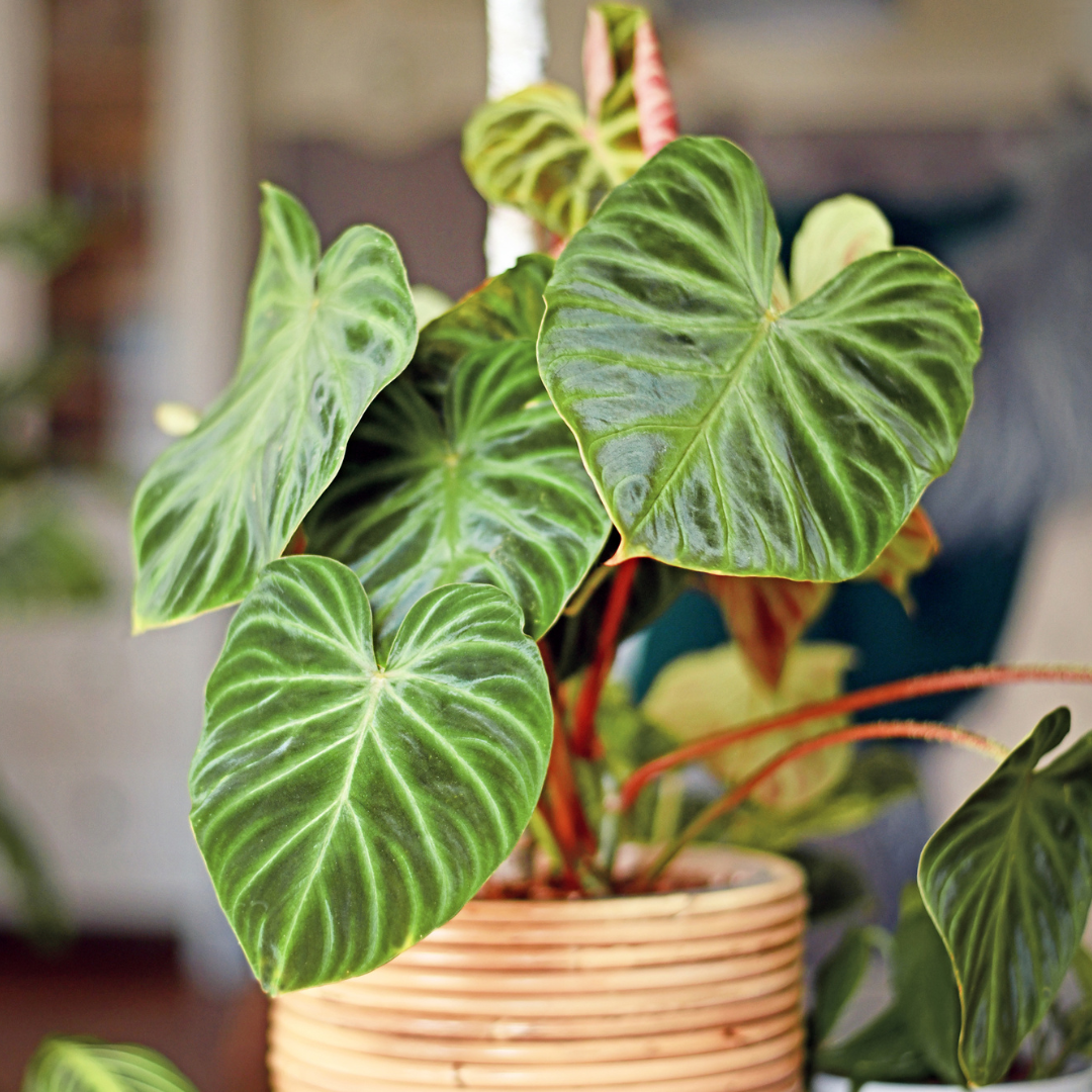 Philodendron Verrucosum Incensi