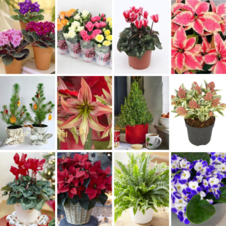 Mega Mystery Christmas Plants Bundle 6 Plants For Under £5!