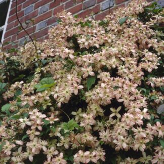 Large 6-7ft Climber - Clematis Montana Marjorie - Late Spring Flowering Clematis