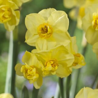 Narcissus - Daffodil Yellow Cheerfulness - Pack of 8 Bulbs