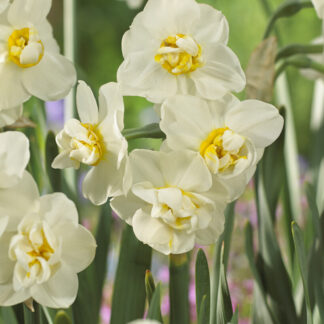 Narcissus - Daffodil Cheerfulness  - Pack of Eight