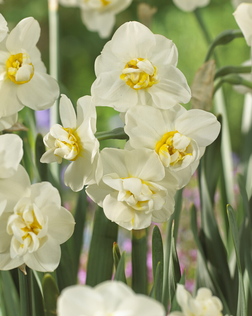 Narcissus - Daffodil Cheerfulness - Pack of Eight