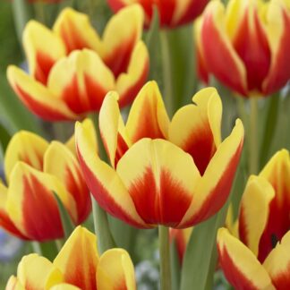 Tulipa Jan Seignette - Pack of 6