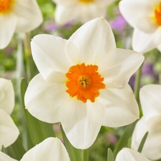 Narcissus – Joyce Spirit - Pack of 10 Bulbs
