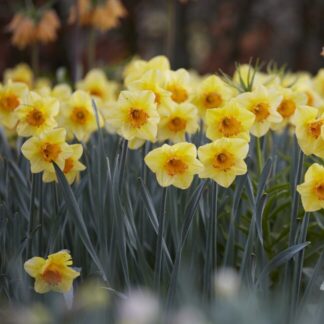 Narcissus Bright Jewel - Pack of 10 Bulbs