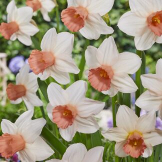 Narcissus Iwona - Pack of 10 Bulbs