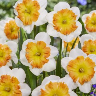 Narcissus Zinzi - Butterfly Daffodil - Pack of 8 Bulbs