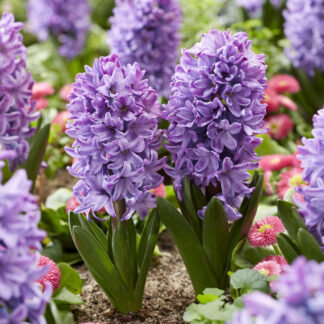 Hyacinths Orientalis Violet Star in Bud