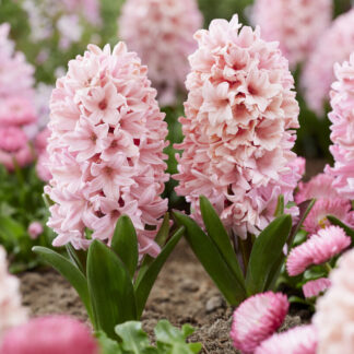 Hyacinths Apricot Passion in Bud