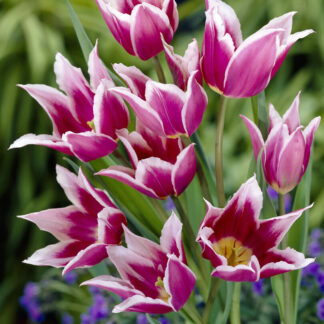 Tulipa Claudia - Pack of 6
