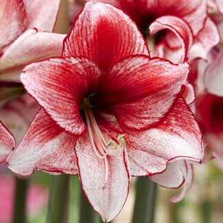 Amaryllis Charisma - Large Flowered Hippeastrum Bulb