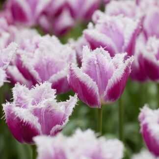 Tulip Hawaii- Pack of 6