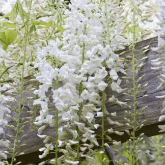 Wisteria Alba - White
