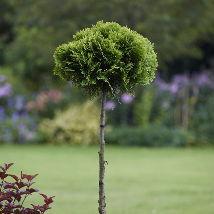 Pair of Premium Quality Evergreen Topiary Lollipop Trees