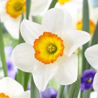Narcissus Flower Record - Pack of 10 Bulbs