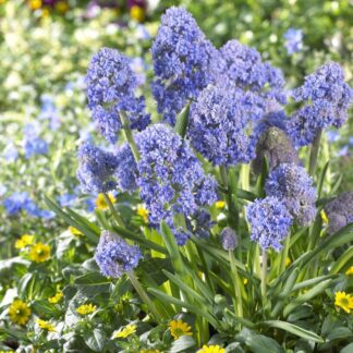 Muscari Fantasy Creation - Pack of 10