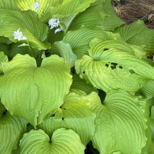 Hosta Dancing Queen