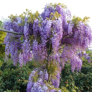 Wisteria Sinensis Prolific - Blue Climbing Wisteria  Circa 5-6ft