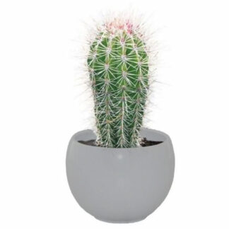 Cactus Grow Set - Mexican Giant - Perfect Gift!