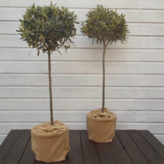 Pair of Premium Quality Circa 100-120cm Standard Olive Trees - Olea Europea