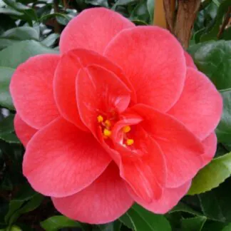 Camellia Mary Williams