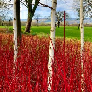 Betula Utilis Var. Jacquemontii 'Doorenbos'  - White Bark West Himalayan Birch Tree - Circa 140-160cm