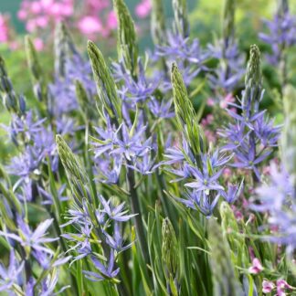 Camassia Leichtlinii Caerulea - Pack of Five Bulbs