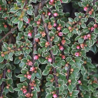 Cotoneaster Horizontalis Variegata