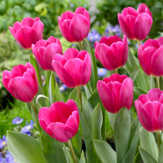 Tulipa Barcelona - Pack of 6