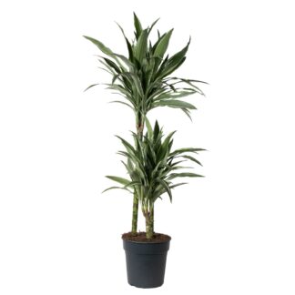 Dracaena Fragrans 'Warneckii' - Striped Dragon Tree - 130cm