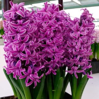 Hyacinth Paul Hermann - Pack of Three Bulbs