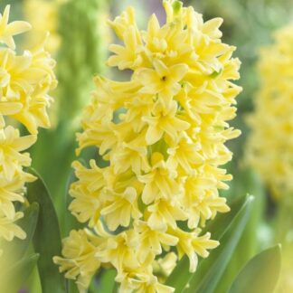 Rare Buttermilk Hyacinth Yellow Queen - Pack of Three