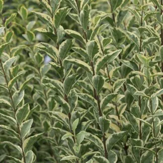 Ligustrum Argenteum - Variegated Privet