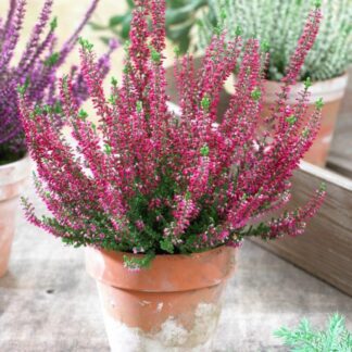 Heather - Deep Pink Flowering Heather Plants