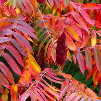 Rhus Typhina - Staghorn Sumac - Large Specimen - Circa 150cm Tall