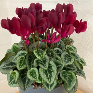 Large Ruby Red Cyclamen in Bud & Bloom