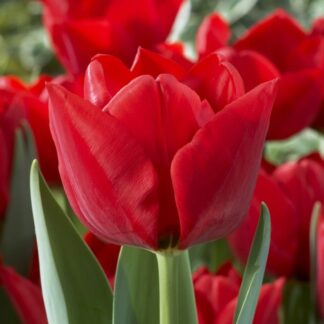 Tulip 'Ben Van Zanten' - Pack of 12 Bulbs