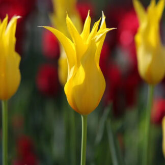 Tulip La Perla - Pack of 6