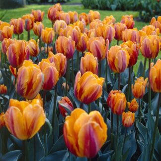 Tulip 'Prinses Irene' - Pack of 12 Bulbs