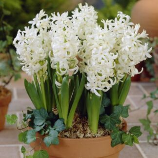 White Pearl Hyacinths - Pack of Three