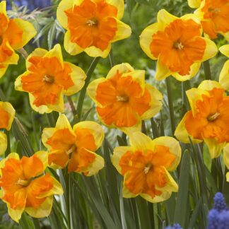 Narcissus Congress - Pack of 10 Bulbs