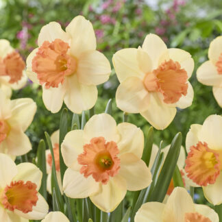 Narcissus Fulfillment - Pack of Ten Bulbs