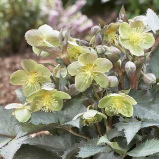 Helleborus Sternii Silver Dollar