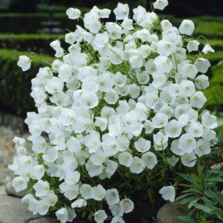 Campanula Carpatica Pearl White