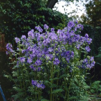 Polemonium Caeruleum - Jacob's Ladder